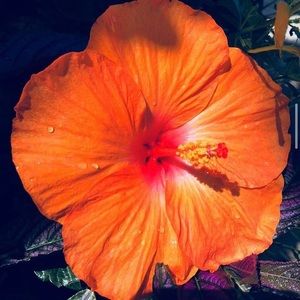 Meet your Posher, Shelby